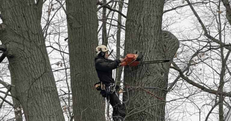 Tree Removal Service: Safe, Professional, and Affordable Solutions Near You