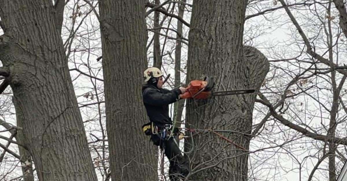 Tree Removal Service